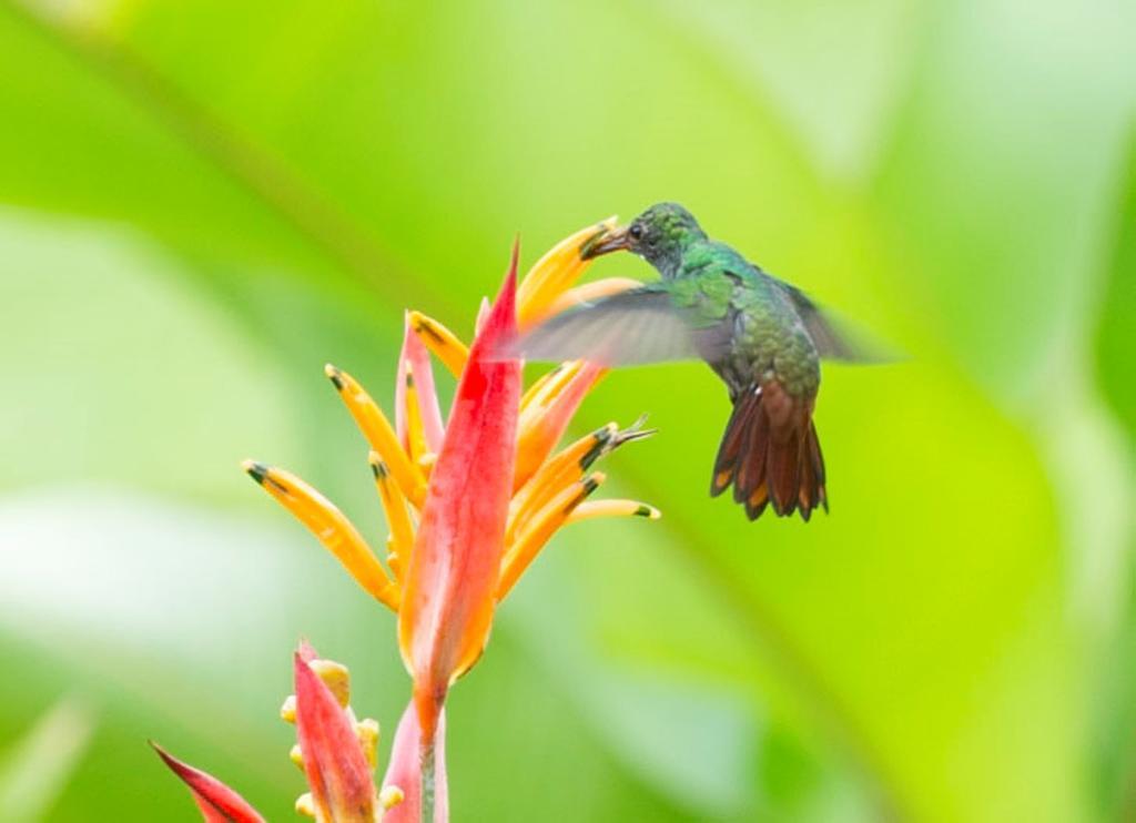 Hotel Catarata Rio Celeste Бихагуа Экстерьер фото