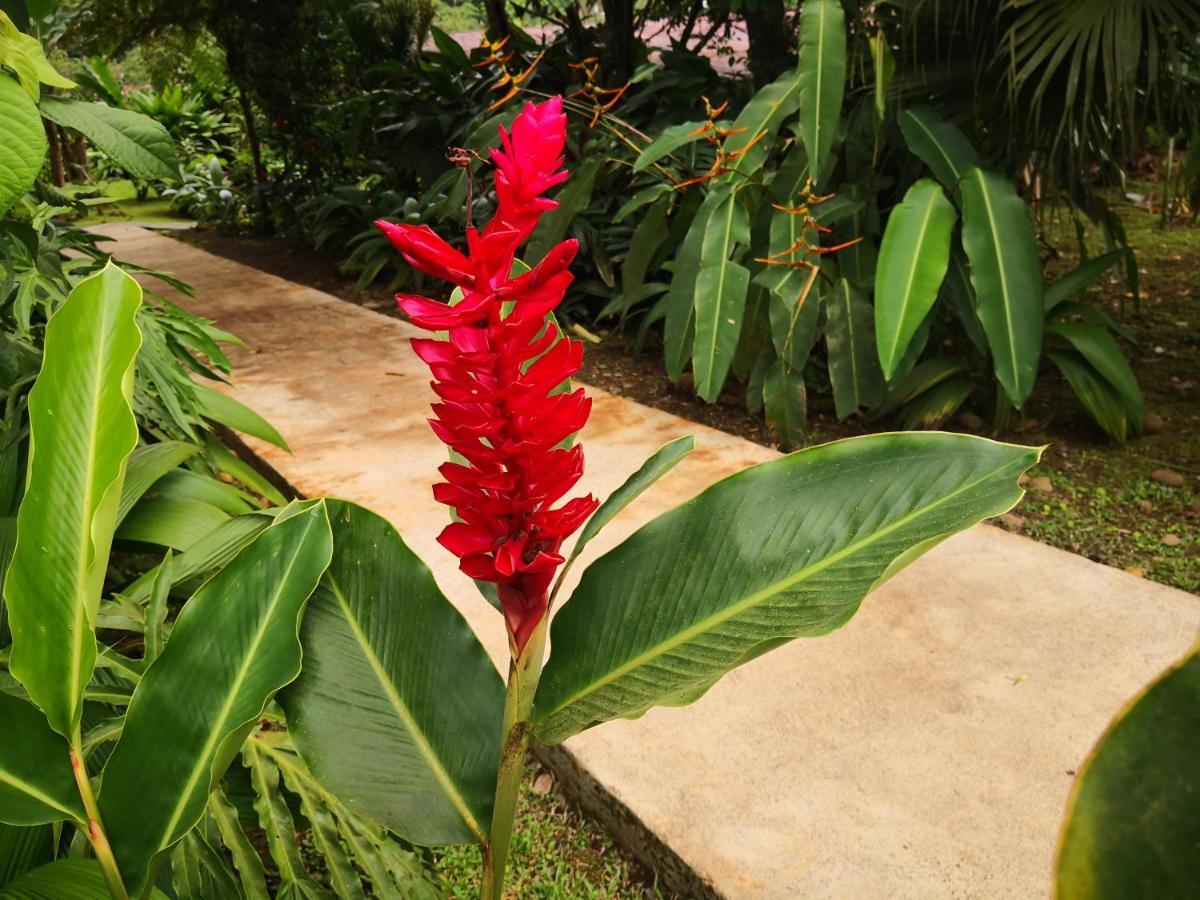 Hotel Catarata Rio Celeste Бихагуа Экстерьер фото